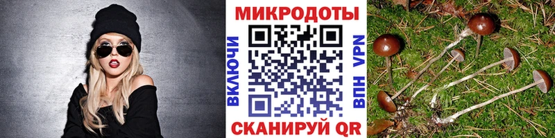 Галлюциногенные грибы Psilocybe  Александровск-Сахалинский 